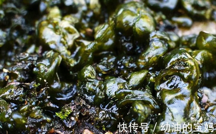 野葱|农村老家常见的15种“不知名”野菜,用对都是宝!你都吃过吗?