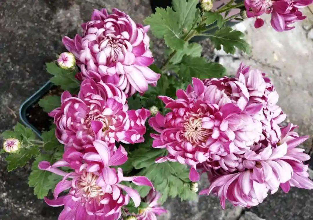 准备好,这花下个月要开,赶紧施肥、催花