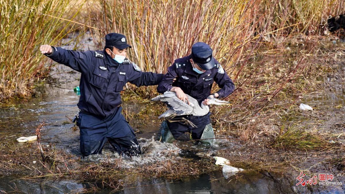 管理支队提孜那甫|喀什民警成功救助受伤苍鹭