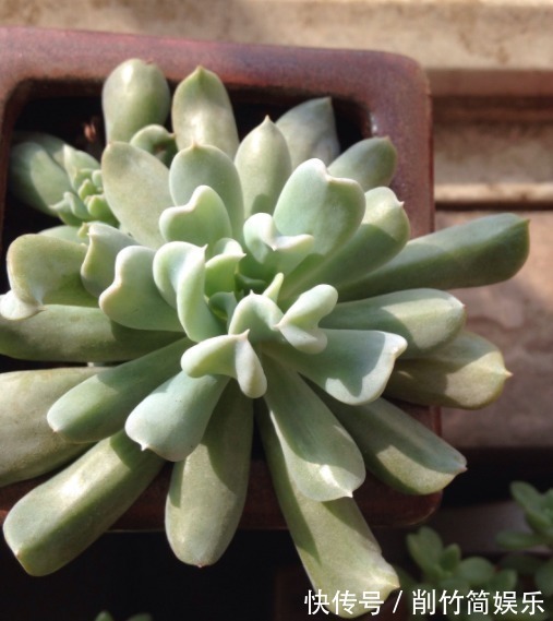 熊童子|多肉要想养爆盆,选对品种很重要!这些多肉超好养,分分钟养爆盆