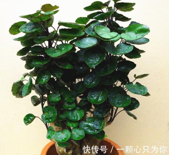 6种自己带“钱”的漂亮花,皮实好养招财吉祥,摆在家里上档次