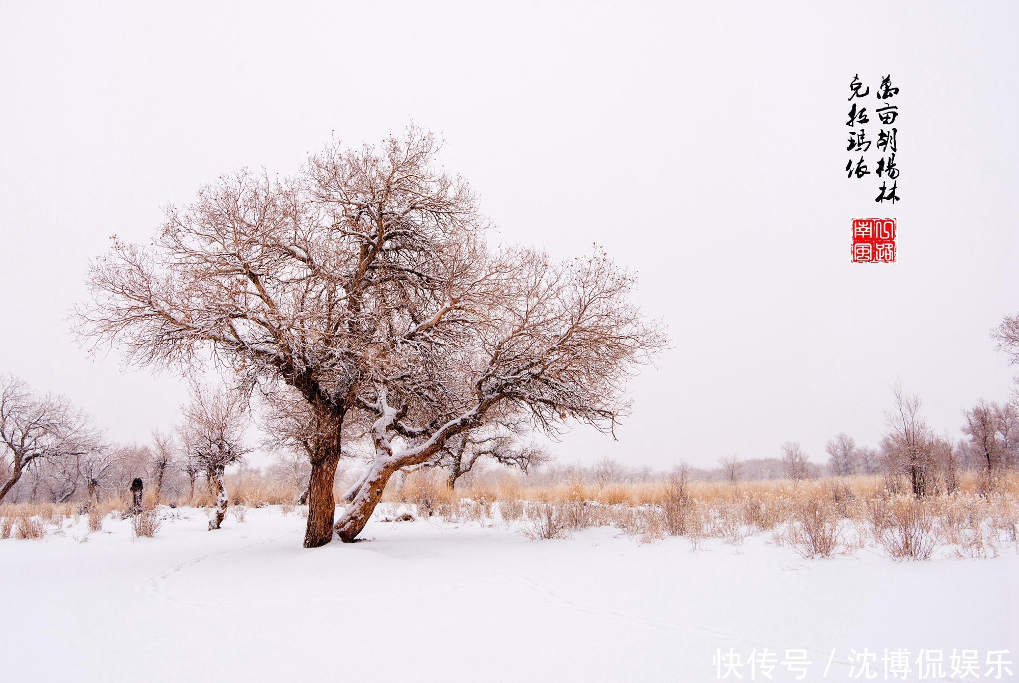 旅行|旅行来到新疆克拉玛依，发现美丽的“冰雪树林”，千年不死不朽！