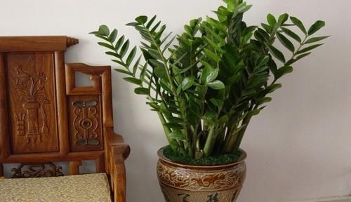 养花|6种观叶植物,客厅养一盆,绿意盎然,充满生机,不开花也好看!