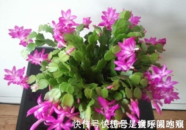 蟹爪兰得白斑病怎么办?教你“4法”轻松解决,提早预防是关键