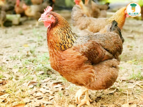 鸡汤怎样炖才鲜香好喝？牢记4个窍门，鸡肉滑嫩不柴，汤鲜滋美