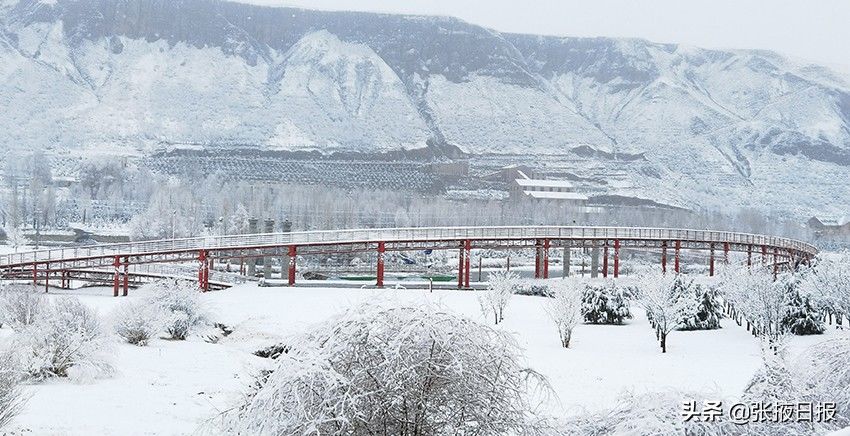 祁连山下忽如一夜“雪”飘来，千树万树“雪”花开