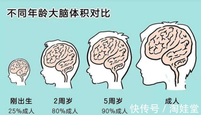发育|哈佛研究:儿童一生只有3次变聪明的时机,父母别错过了