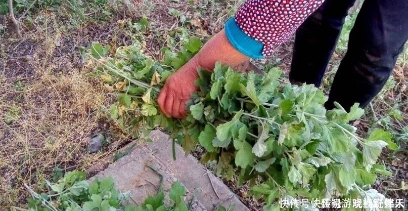 大蒜、三七不抗癌真正抗癌的是不起眼的“它”,別再傻吃了