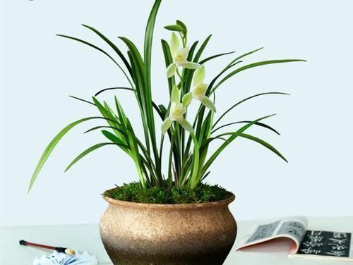 最爱开花的兰花，花色纯洁，香味浓郁，四季不落花，文人雅士最爱