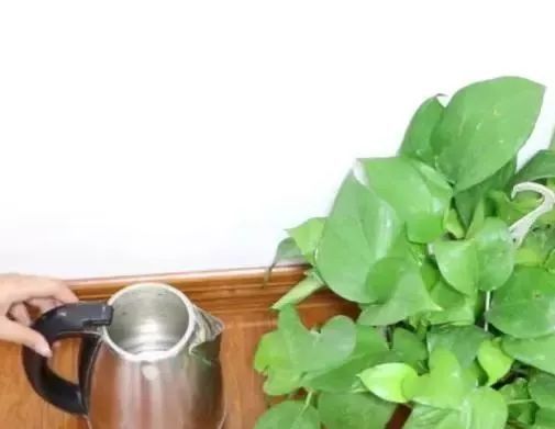 你家有废旧不用的电热水壶吗教你一招变废为宝,一年省下不少钱