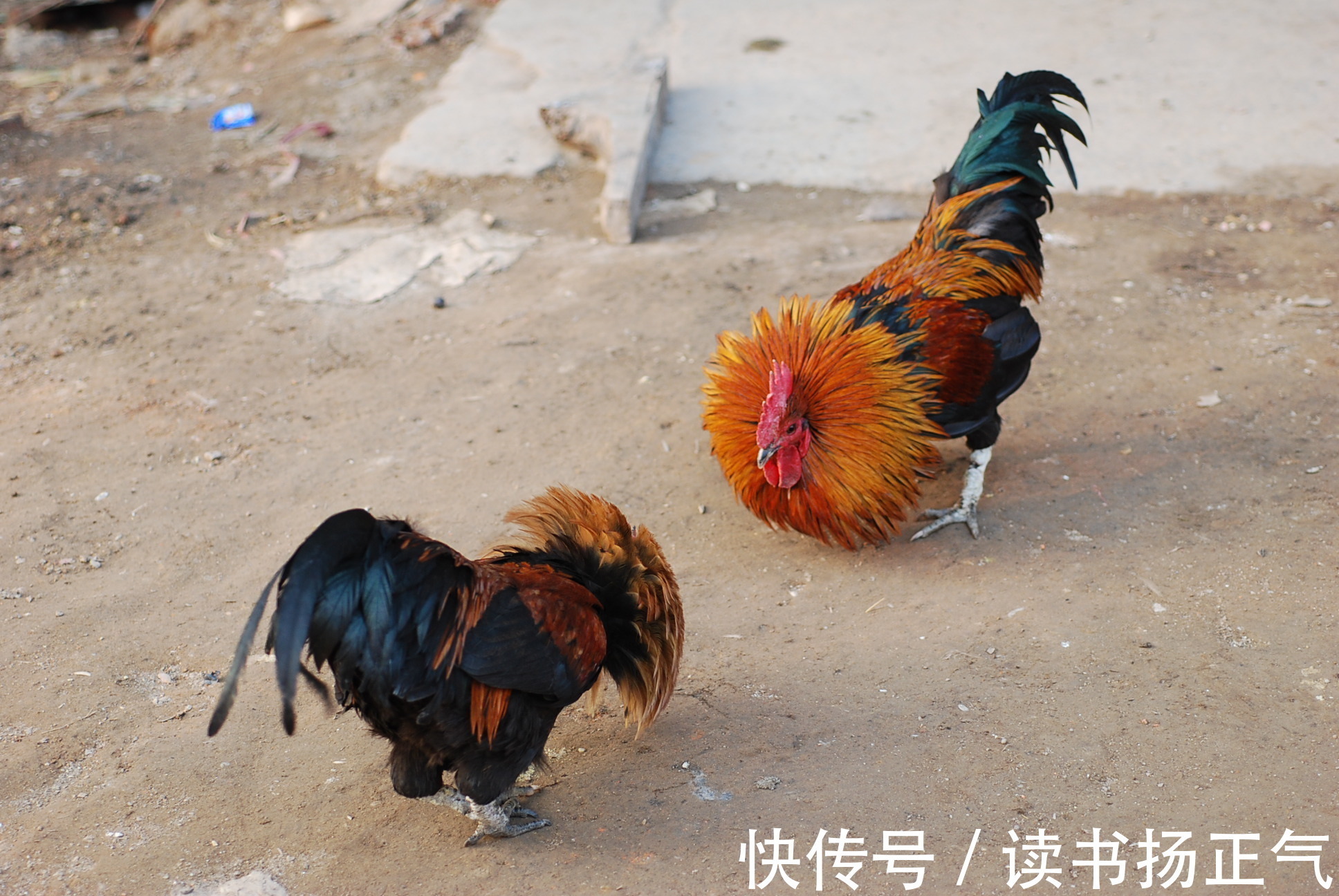 二愣子!史记里有句话“贪如狼,狠如羊”,“狠如羊”怎么说,羊这么狠?