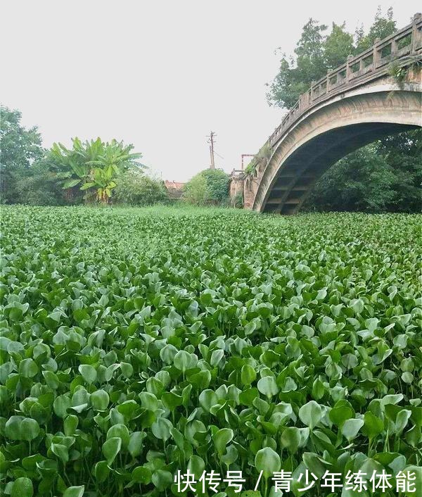 比荷花还漂亮的浮生花，漂到哪就长到哪，生命力太强悍