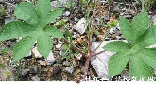 禾本科|小时候常见却叫不出名字的植物,太全了