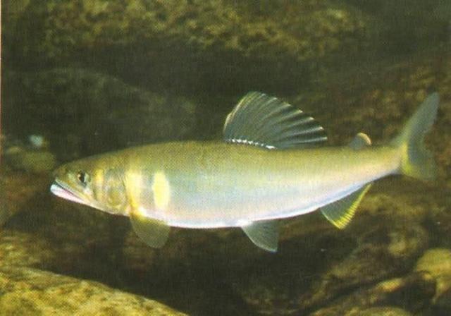 很多钓友不认识此鱼,能散发特殊香味,被市场誉为“淡水鱼之王”