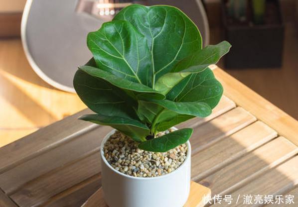 种花|3种花“太值钱”,不用去买,将“枝叶”拿来扦插,在4月就生根