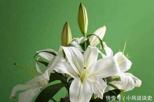 4种女神花,名字好听花更美,花色繁多易爆盆,娇艳欲滴