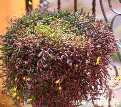 厉害了! 4种能养出瀑布形状的多肉植物!