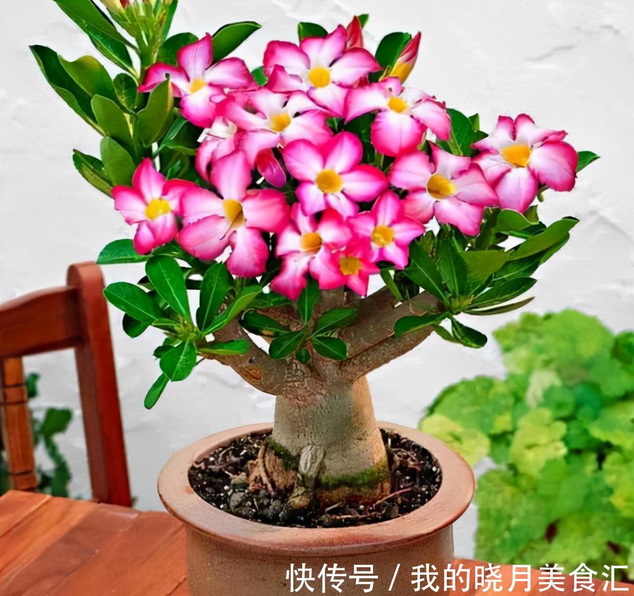 天冷后,需要“穷养”的六种花,水多易烂根,多晒爱生长