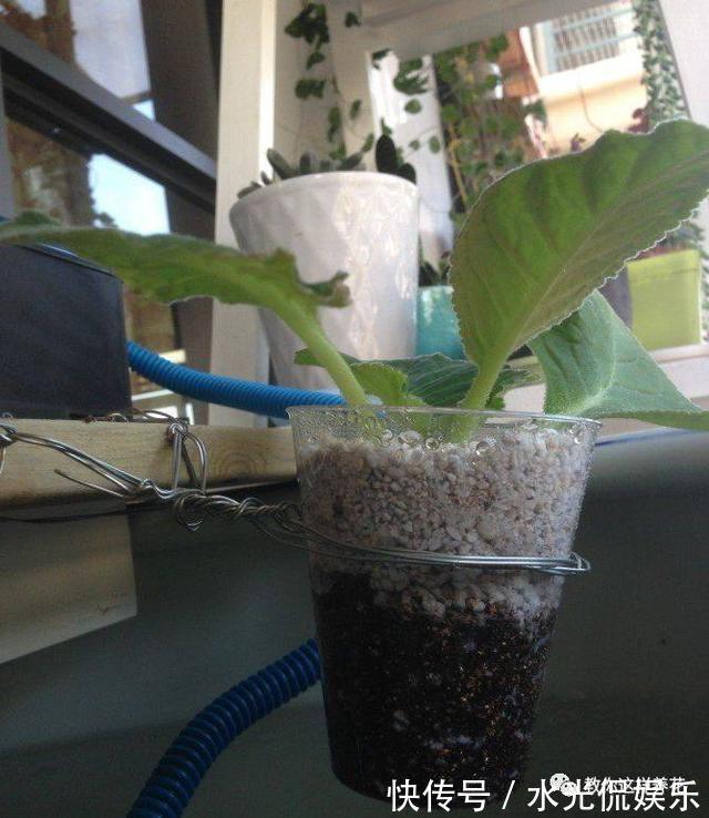浸盆法|1种花超耐阴,一点散光就爆盆,花一开就是200多天!