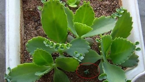 这2种花,有水就疯长,拦都拦不住,新手也会养,是盆栽佳品