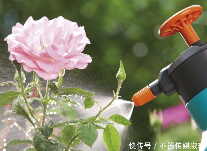 想养花先学浇水，教你两个小诀窍，轻松判断水质养好花