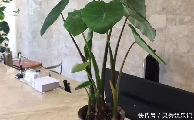 一节山药插水里,疯狂长藤“冒金豆”,赚大了!