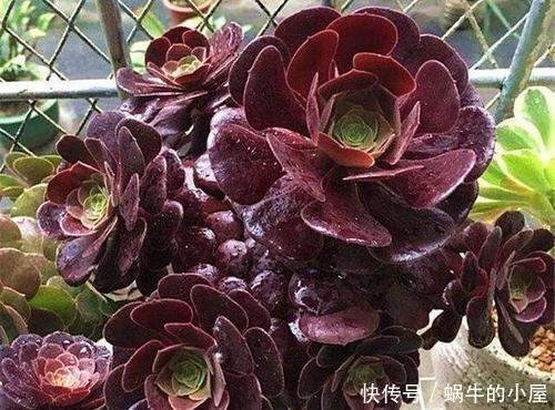 5种大型多肉 小盆养长不好 大盆种长满盆 个头比脸大 粉紫色 5种大型多肉 小盆养长不好 大盆种长满盆 个头比脸大 粉紫色