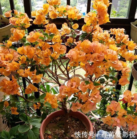 秋季盆栽三角梅，该如何保证枝干顺利开花？做到此4点就够了