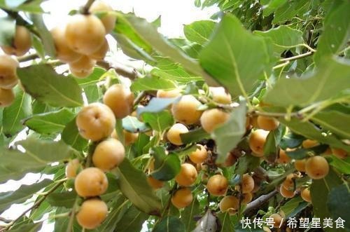 君迁子|像枣却不是枣,新鲜的没人吃,烂了10元一斤