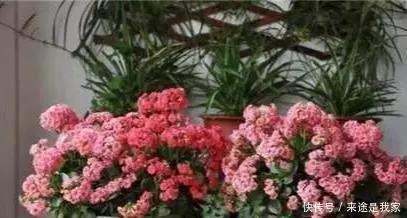 长寿花|家里不知道养什么花好,6种漂亮又好养的盆栽考虑一下