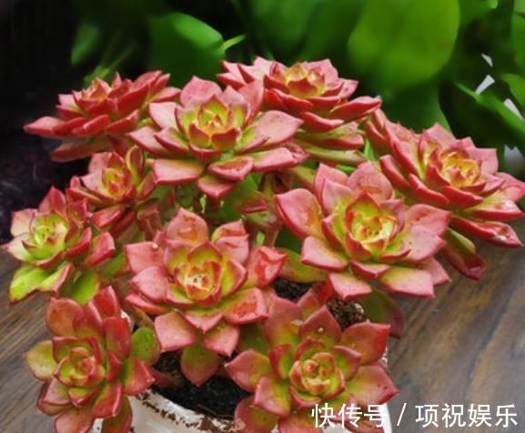 想要多肉快速长成老桩,教你一个小技巧,茎秆粗壮,新手也会养