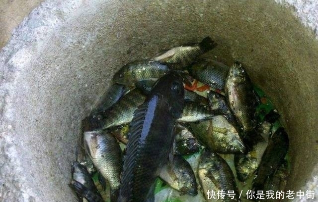 农民拿着钓鱼竿,在石头缝中钓鱼,网友:能钓到吗?