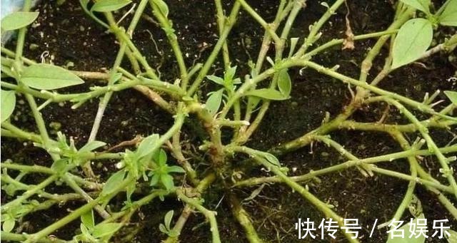 8种花现在赶紧剪,剃光头撸光叶,越狠越爆盆