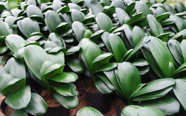 君子兰害怕五件事,新手经常犯,做不好,难怪越养越糟糕