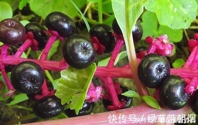 野菜|农村里一大“恶草”，被认为有毒，却不知根似人参，叶是极佳野菜