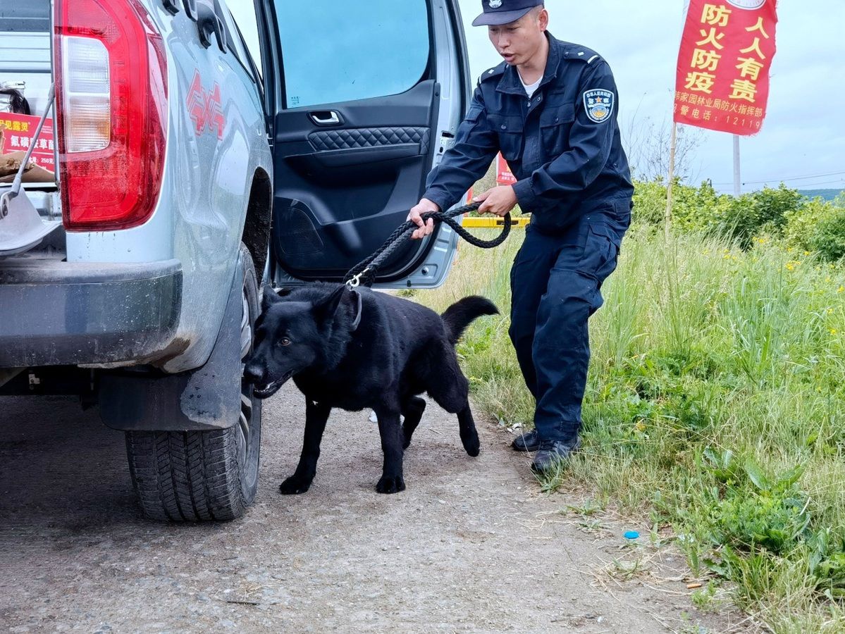 黑龙江|黑龙江呼玛：警犬“龙葵”汛后重返工作岗位