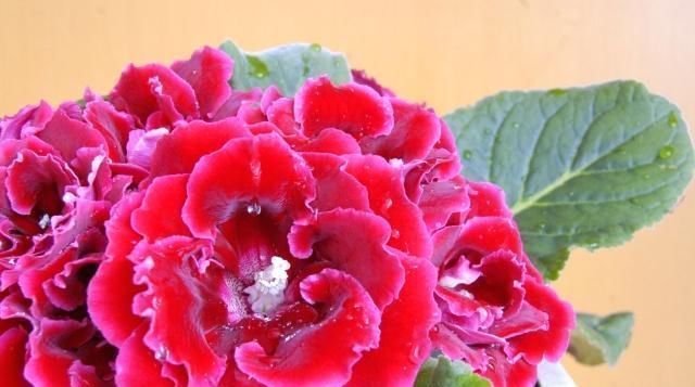 新手养花别选“它”,花虽美得惊艳,却比“玫瑰”还难养,别浪费