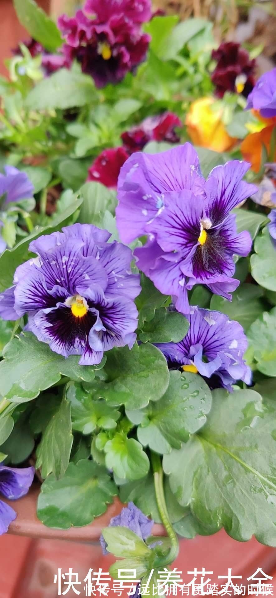 茶花|冬天养这5种花,越冷越开花,适合室内养护