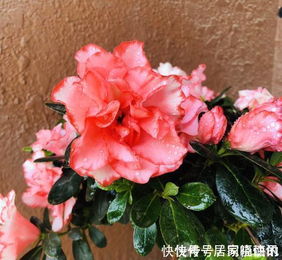 公认难养的2种花,养一棵死一棵,年年收空盆