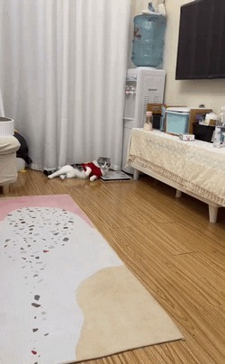 |搞笑GIF:这样的包饺机你没见过吧,包出来饺子非常匀称漂亮美观