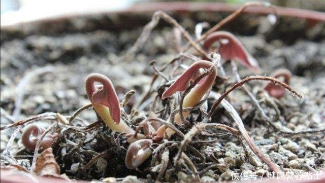 仙客来不用年年买,开完花后做好4个“步骤”,还能再次长叶开花!