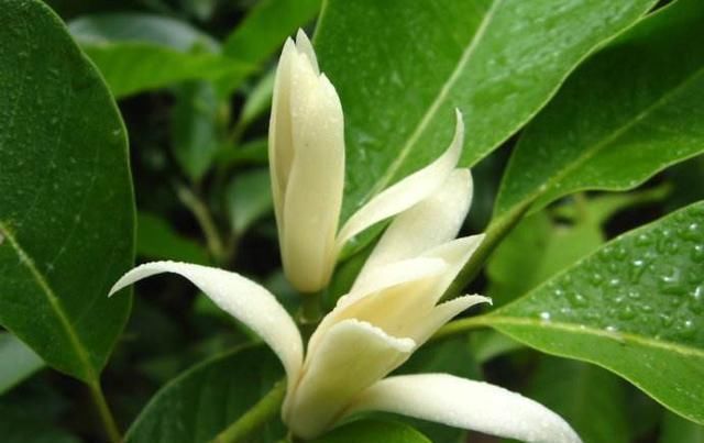 我国特有的花卉,比绿萝好养,花开160天,摆在客厅,满室花香