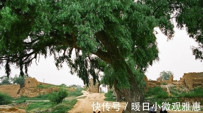 古人说的：“五树进宅，人穷家败”，是指哪5种树，为何不能栽？