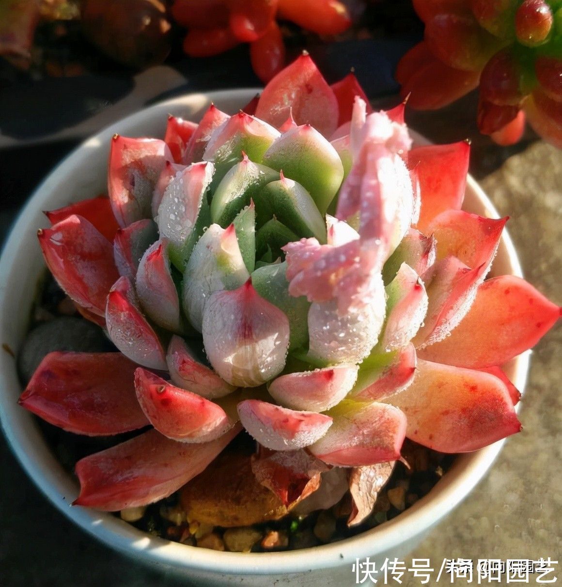 干货|养多肉的“干货”,绝对实用,别再说多肉养不活,实际很好养