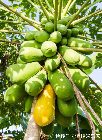 浇水|在家也能种“木瓜”，简单好养结果多，果子挂满树，又大又甜，值