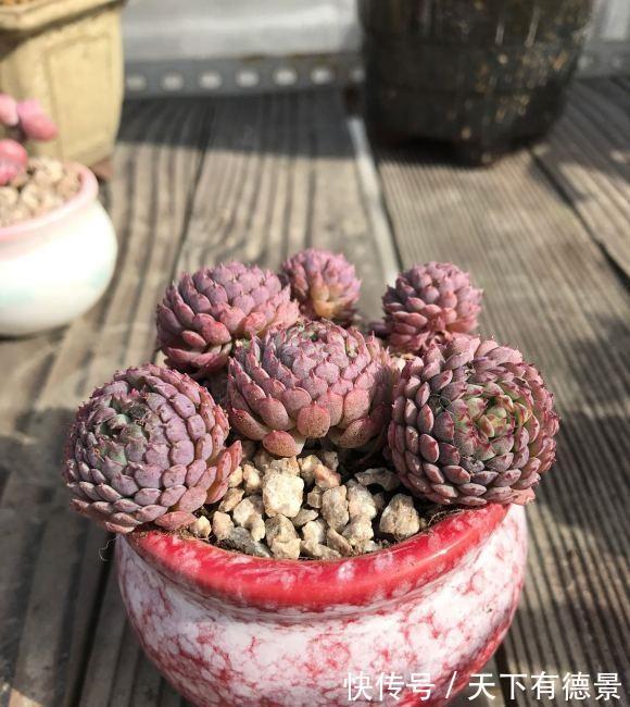 养死|5年的养多肉经验,买了很多,养死了很多,到头来,有些后悔了