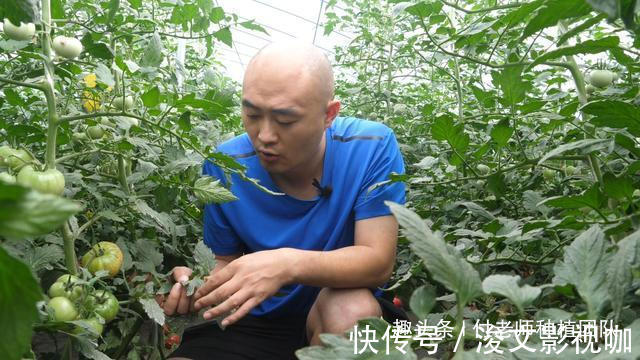 香叶|有一种青菜,味香,非常适合包饺子,今天终于种上了