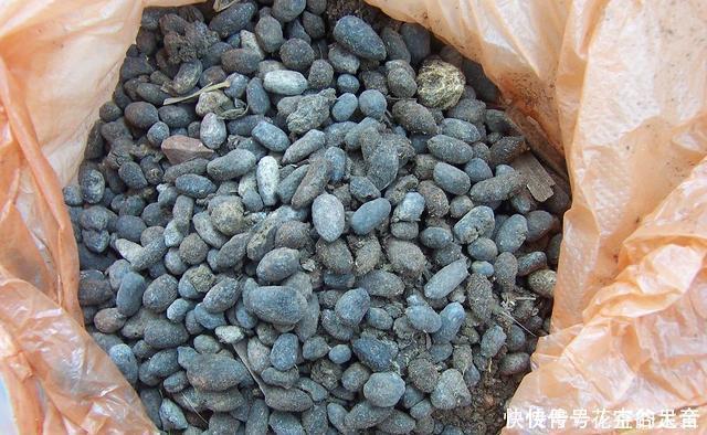 休眠期|养君子兰趁现在，多做2件事，长成大白菜，满盆冒花箭