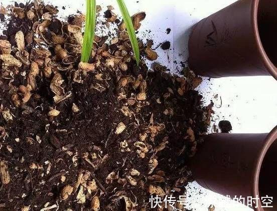 吊兰|养花加点“花生壳”，提前“多做1步”，土壤疏松肥沃，养啥旺啥