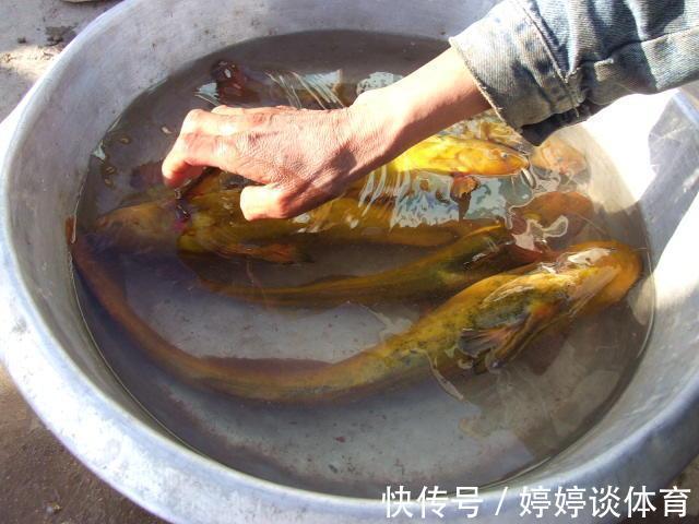 水质|罕见！黄河“巨型黄辣丁”被人钓起，钓友：太大了，还能吃吗
